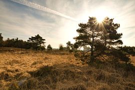 Schöner Baum in der Sonne von Evelien Huisman