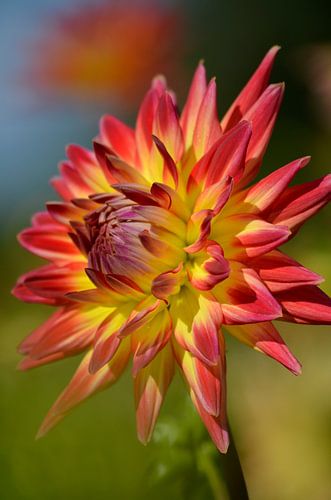 Dahlia zomerstijl