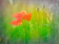 Poppy