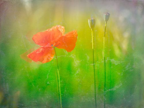 Mohn
