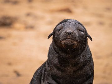Jonge pelsrob van Willemijn Wolthaus