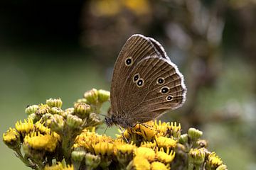 Nahaufnahme eines Flussuferläufers, der auf einer gelben Blume sitzt von W J Kok