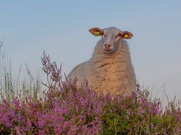 Moutons sur Ferdinand Mul