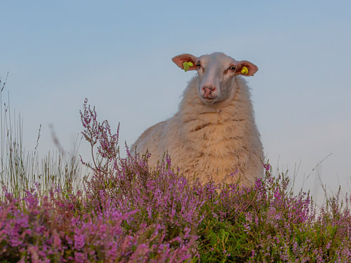 Sheep