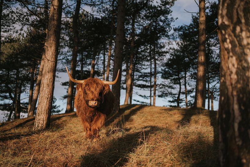 Nederlandse natuur van Froukje Wilming