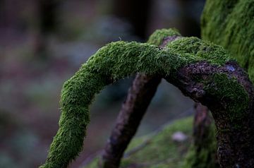 Racine d'arbre avec mousse