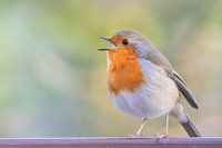 Robin