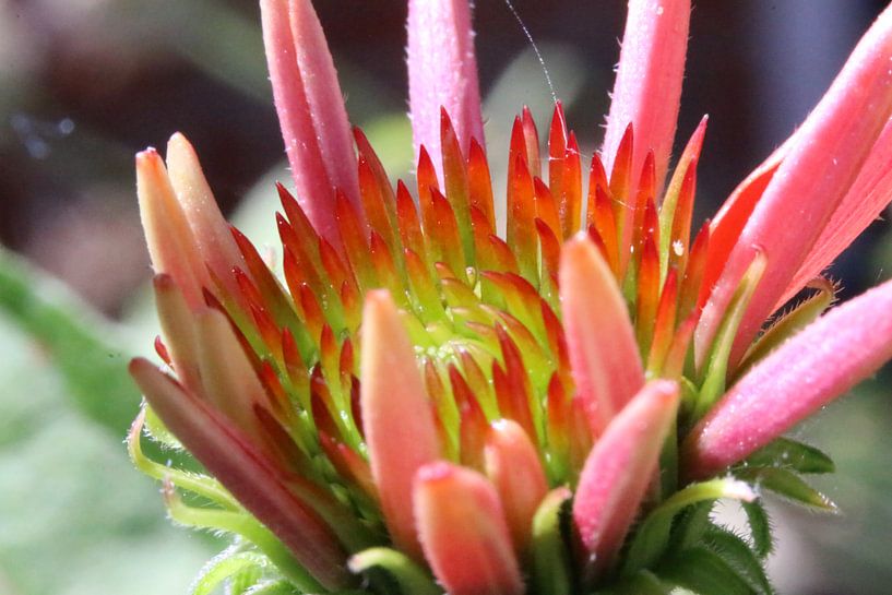 Echinacea or Sun Hat by Pim van der Horst