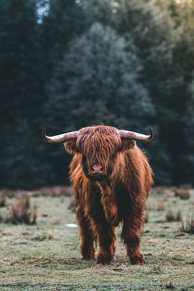 Young of a Scotch highlander on the Veluwe in the Netherlands by Ken Tempelers