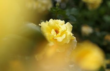 Gele roos met bokeh van Markus Jerko