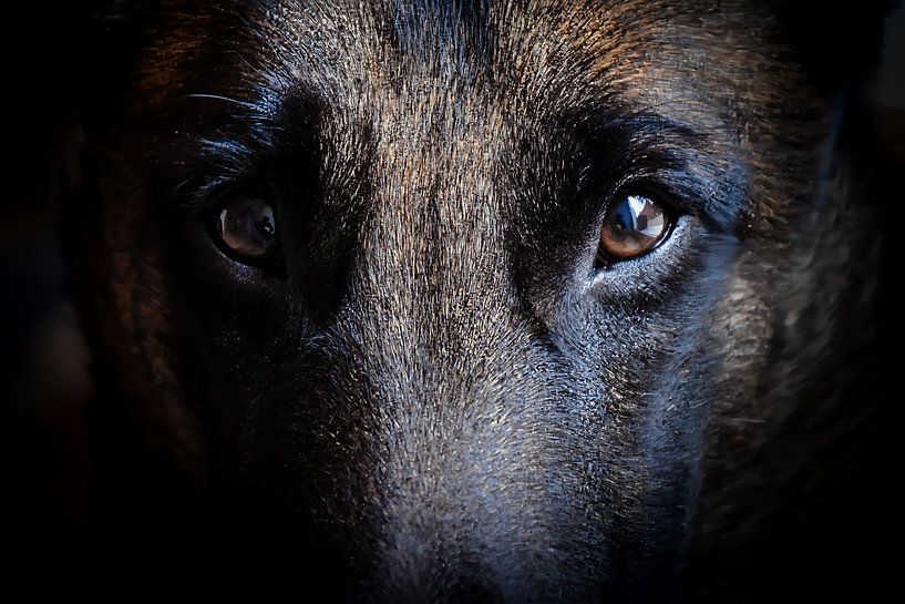 Yeux Berger Malinois gros plan par Peggy Raemdonck