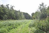 bossen rondom Zeewolde