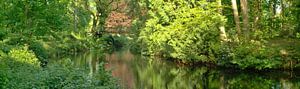 the forest in a spring green jacket by Dirk Maes