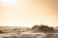Dunes de sable sur la plage de Terschelling