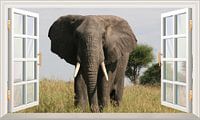 Een olifant kijkend in het open raam van Bert Hooijer thumbnail