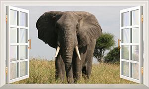 Ein Elefant schaut in das offene Fenster