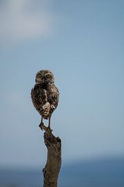 Wächter des Horizonts von Piret Victoria Ribas Art & Photography