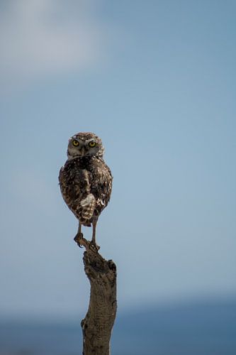 Wachter van de horizon