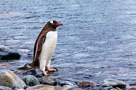 The gentoo penguins of Antarctica by Roland Brack