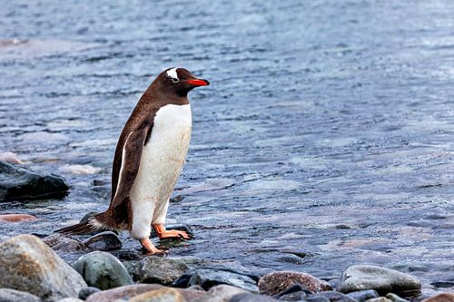 De ezelspinguïns van Antarctica