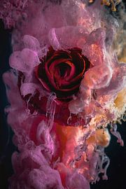 red ranunculus by Steffen Gierok