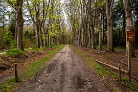 Old Forest Trails in Drente and Overijssel. by Brian Morgan