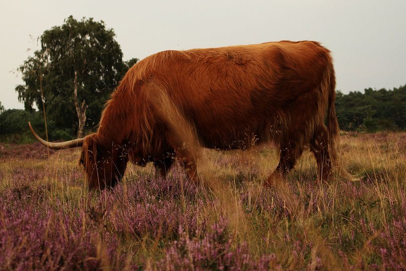 Grazende Schotse Hooglander 2 van Maaike