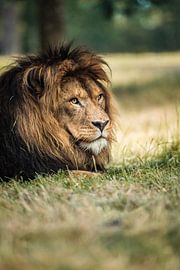 Leo by Design Wall Arts