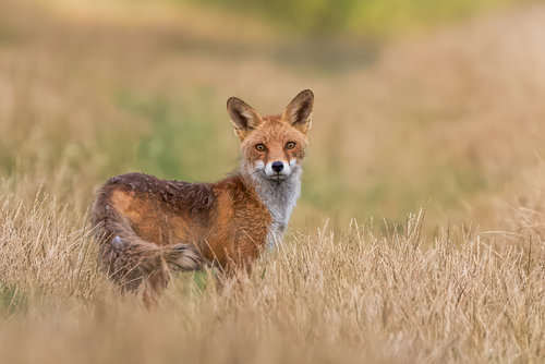 Red Fox in Warm Grass