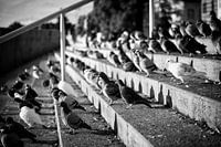 Pigeons in the sun on stairs