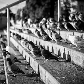Pigeons in the sun on stairs by Streets of Maastricht