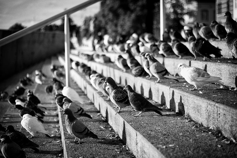 Pigeons in the sun on stairs by Streets of Maastricht