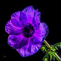 Anemone