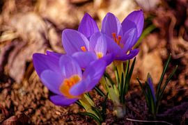 Concept nature : Crocus etruscus in silva sur Photoart-Naegele