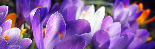 crocuses