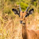 De Impala "Big black beautiful eyes" van Rob Smit thumbnail