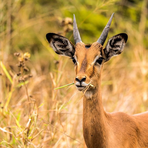 De Impala "Big black beautiful eyes" von Rob Smit