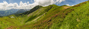 Bergpanorama von der Alpenrosenblüte am Fellhorn