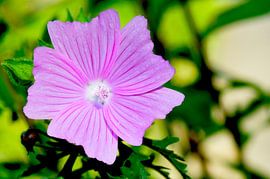 Violet-pink cheesecloth in bloom