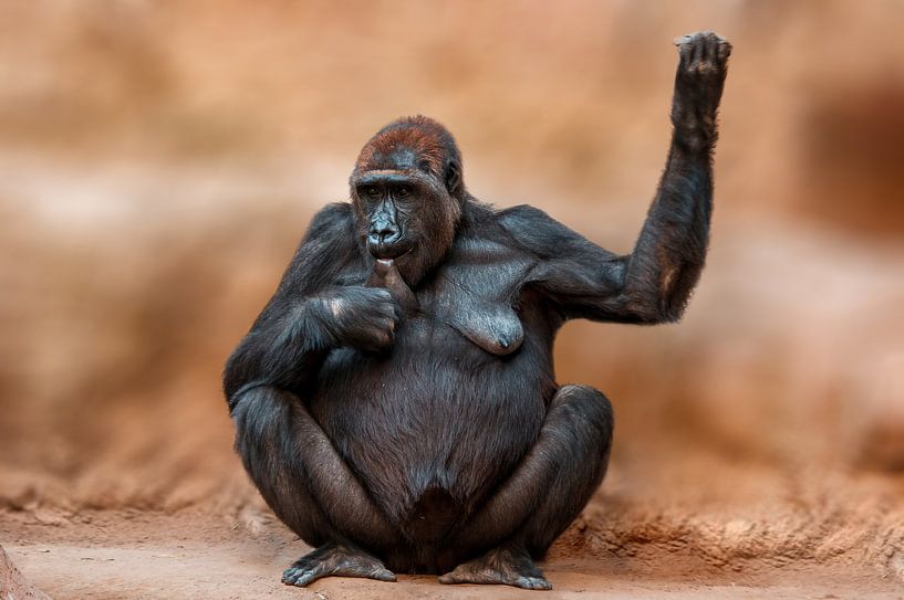 Gorilla mother drinking milk by Mario Plechaty Photography