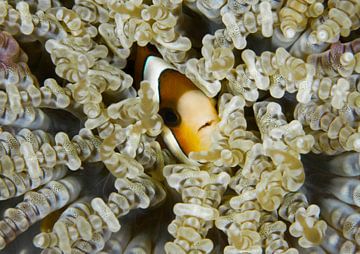 Clownfish in anemone by Jan van Kemenade