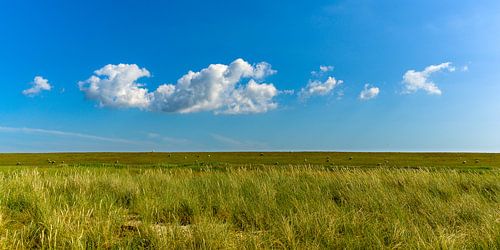 Sheep on the dike