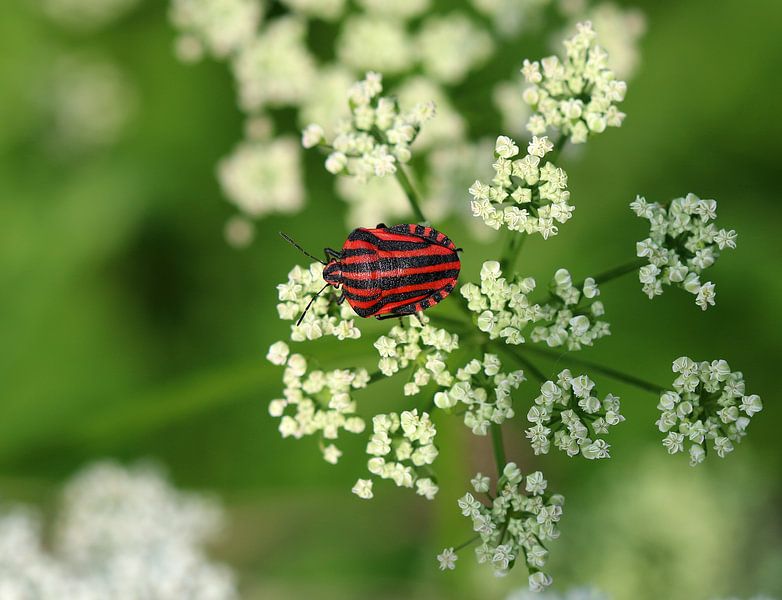 Stripe bug van Matthias Brix