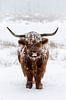 Schotse Hooglander in de sneeuw van Patrick van Os thumbnail