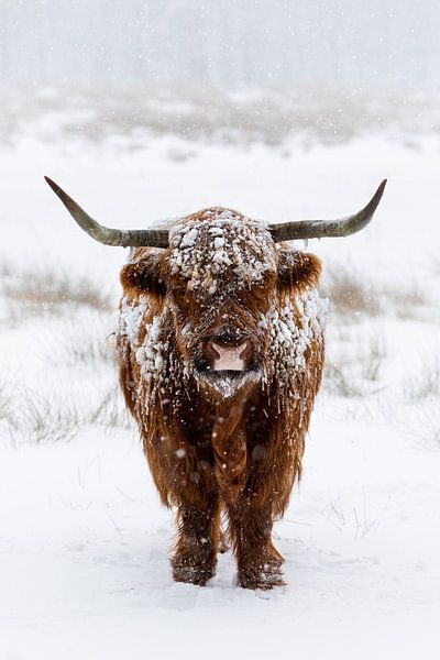 Schottischer Highlander im Schnee von Patrick van Os