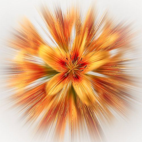 Floral splash red yellow lilies