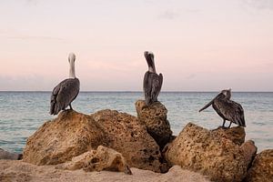 Pélicans sur Aruba sur Joke Absen