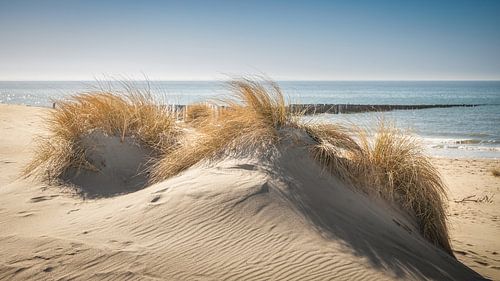 Herbe des dunes en contre-jour en Zélande