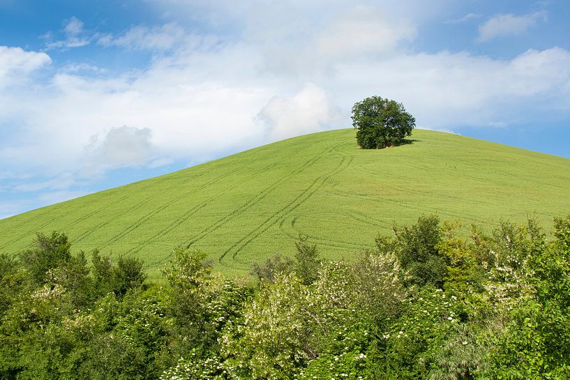 Eenzame boom op de heuvel van Aukelien Philips