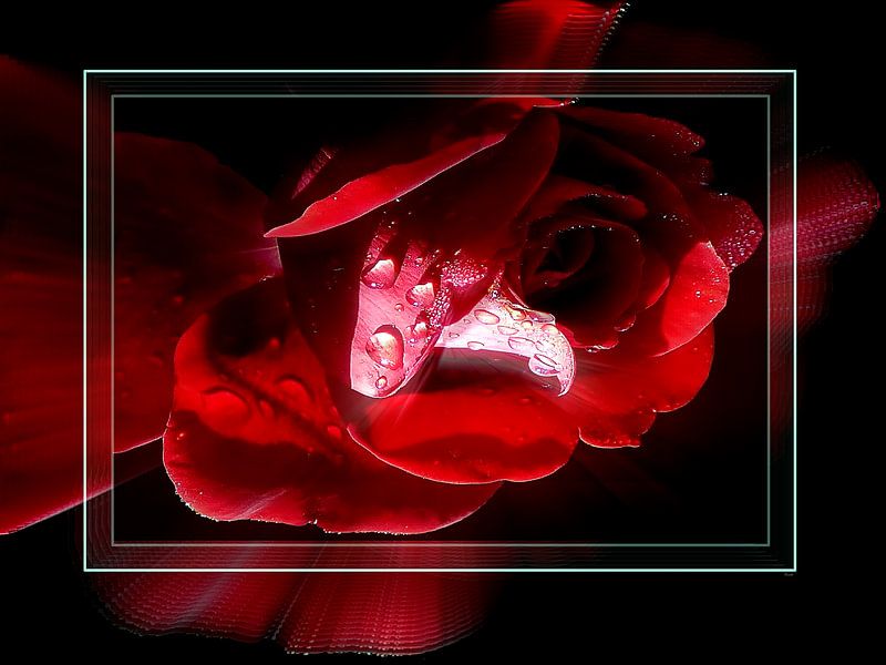 Rose Decorative by Gertrud Scheffler